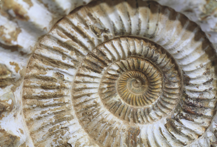 Schnecke